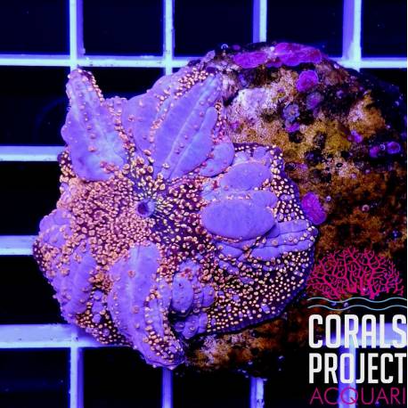 Discosoma Sp