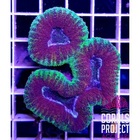 Lobophyllia Ultra Australiana
