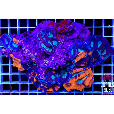 Acanthastrea bowerbanki mixed colours