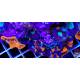 Acanthastrea bowerbanki mixed colours