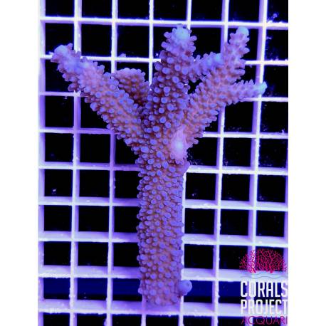 Acropora sp selvatica australia 