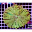 cynarina lacrimalis Toxic Green Ultra XL