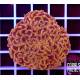 Euphyllia glabrescens gold torch indonesia 