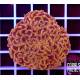 Euphyllia ancora 