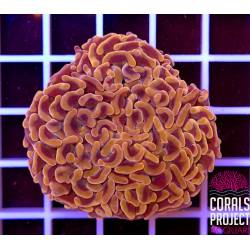 Euphyllia glabrescens gold torch indonesia 