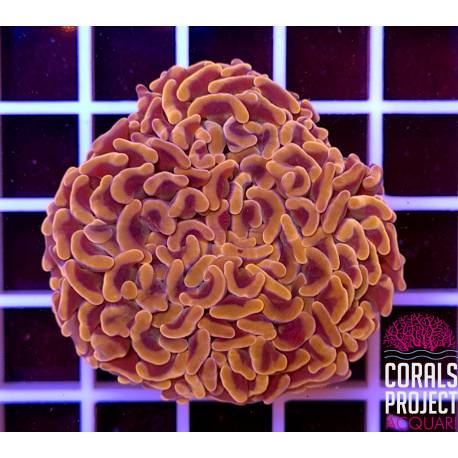 Euphyllia glabrescens gold torch indonesia 