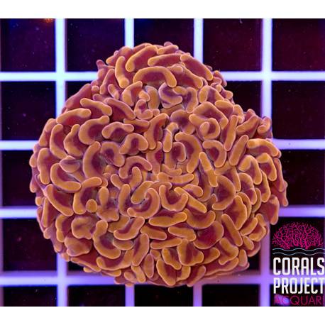 Euphyllia ancora 