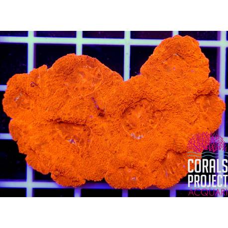 Acanthastrea bowerbanki 