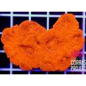 Acanthastrea bowerbanki 