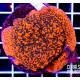 Montipora danae rainbow