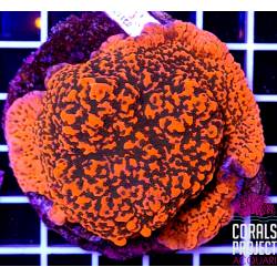 Montipora danae rainbow