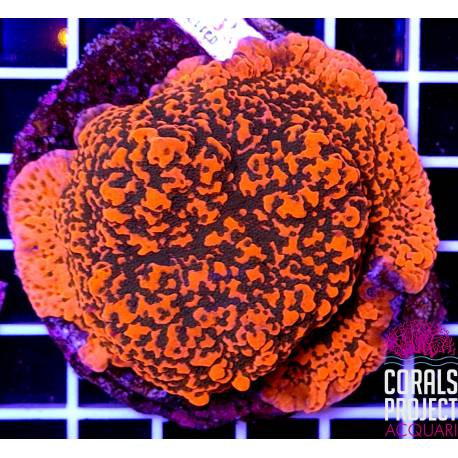 Montipora danae rainbow