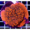 Montipora rainbow (rare)