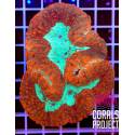 Symphyllia Australia 
