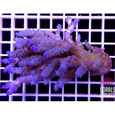 Acropora sp selvatica australia 