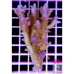 Acropora sp. australia 