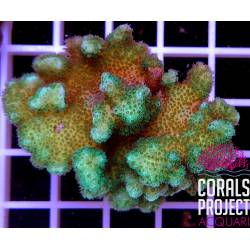 Pocillopora Verrucosa