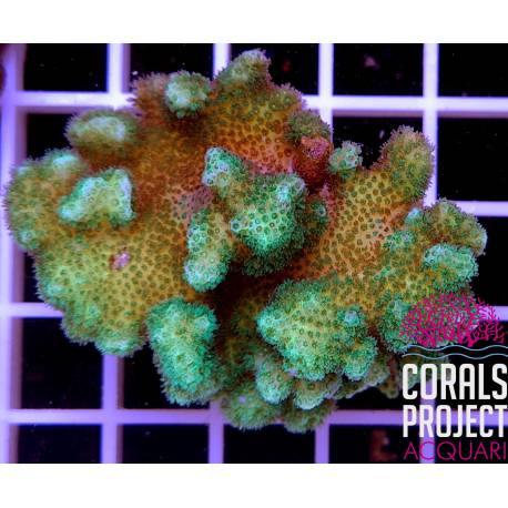 Pocillopora Verrucosa