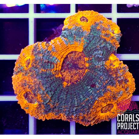 Acanthastrea Lordhowensis "Rainbow"