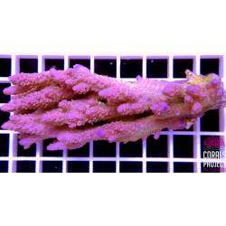 Acropora sp. australia 