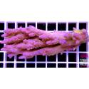 Acropora Anthocercis Australia 