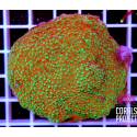 Montipora Danae Ultra