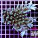 Acropora sp selvatica australia 