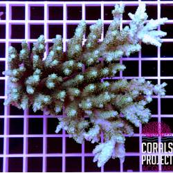 Acropora sp selvatica australia 