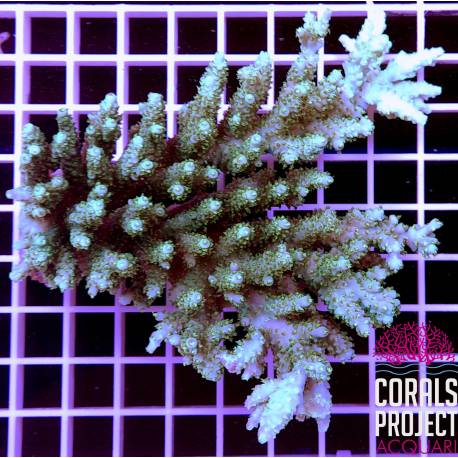 Acropora sp selvatica australia 