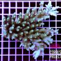 Acropora sp selvatica australia 