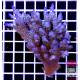 Acropora sp. australia 