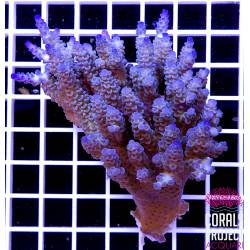 Acropora Vermiculata Blu Green Australia