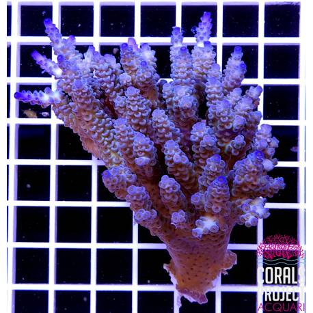 Acropora sp. australia 