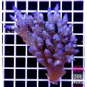 Acropora Vermiculata Blu Green Australia