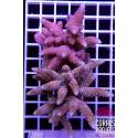 Acropora sp selvatica australia 