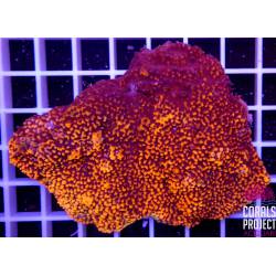 Acropora sp talea