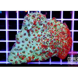 Favites War coral 