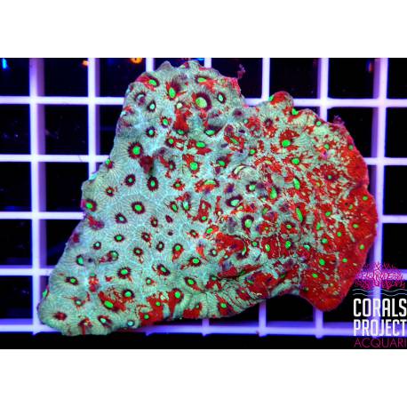 Favites War coral 