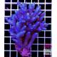 Acropora sp. australia 