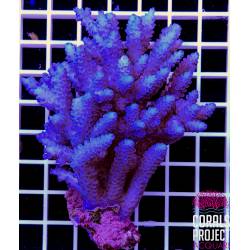 Acropora sp. australia 