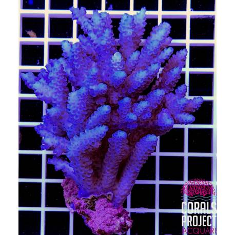 Acropora sp selvatica australia 