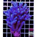 Acropora Vermiculata Full Blue Australia 