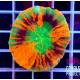 Scolymia Mastergrade australis 