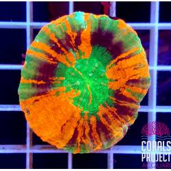 Scolymia Mastergrade australis 
