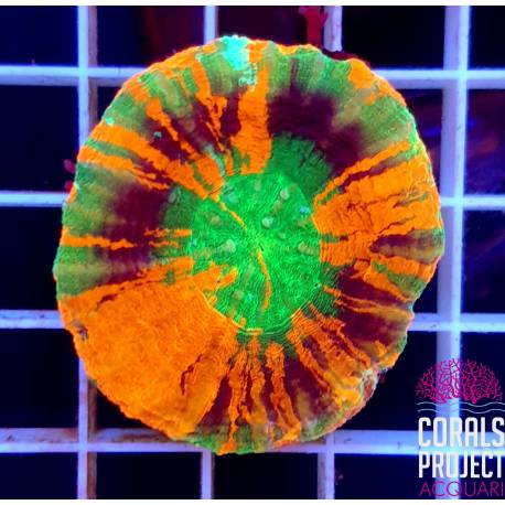 Scolymia Mastergrade australis 