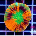 Scolymia Mastergrade australis 
