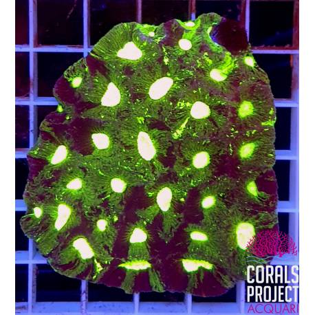 Goniastrea Ultra Green