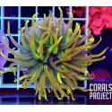 Euphyllia glabrescens gold torch indonesia 