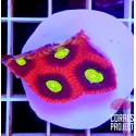 Favia"Dragon Soul "(Frag)