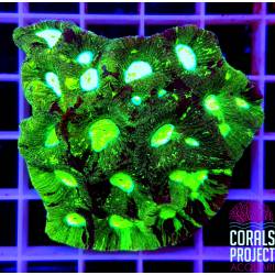 Favia sp